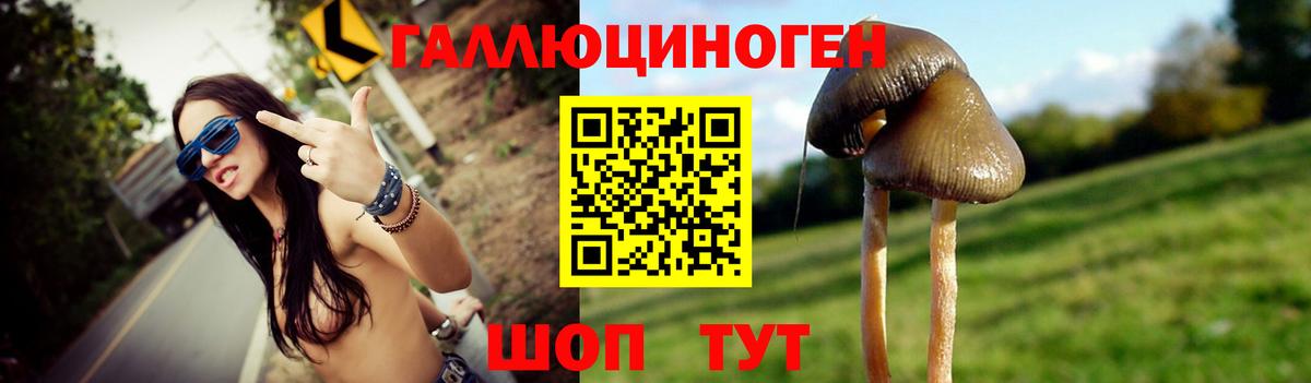 Бердск  Псилоцибиновые грибы Psilocybine cubensis  Вход с VPN 